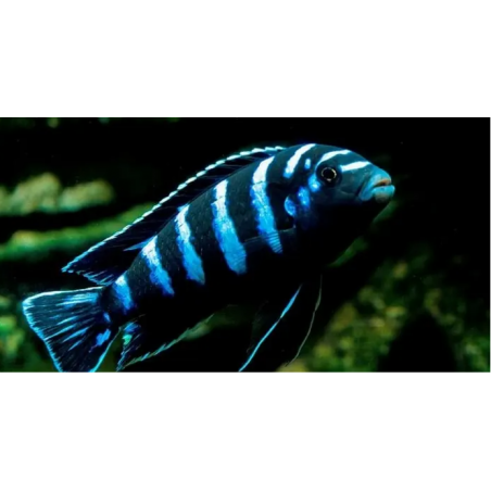 Pseudotropheus demasons cichlide