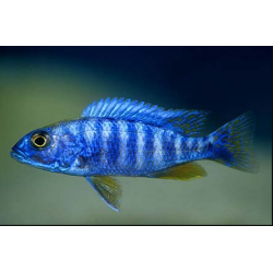 Sciakenchromis Fryeri - Cichlide bleu électrique