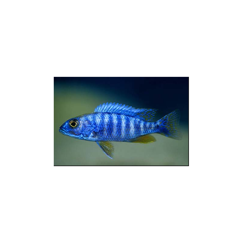 Sciakenchromis Fryeri - Cichlide bleu électrique