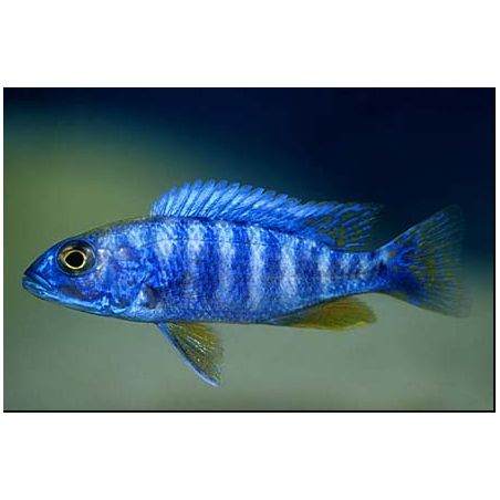 Sciakenchromis Fryeri - Cichlide bleu électrique