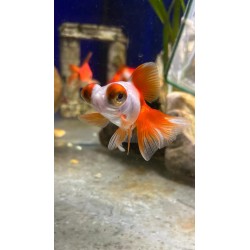 Telescope bicolor white and red tg M