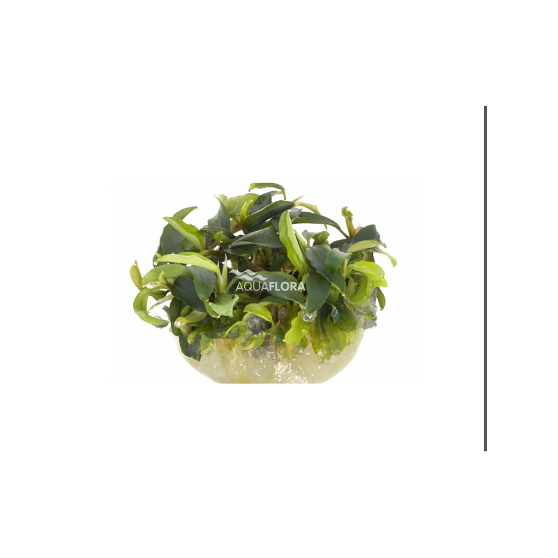 Bucephalandra wavy Green in cup