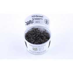 'Kedagang' diabolic bucephalandra in cup - Tropica