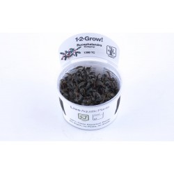 Bucephalandra Diabolica 'Kedagang' in cup - Tropica