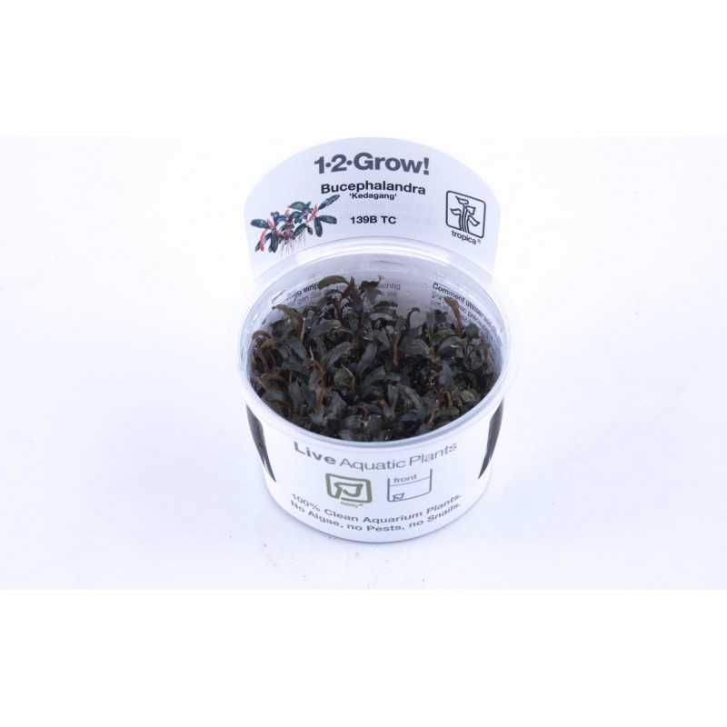 'Kedagang' diabolic bucephalandra in cup - Tropica