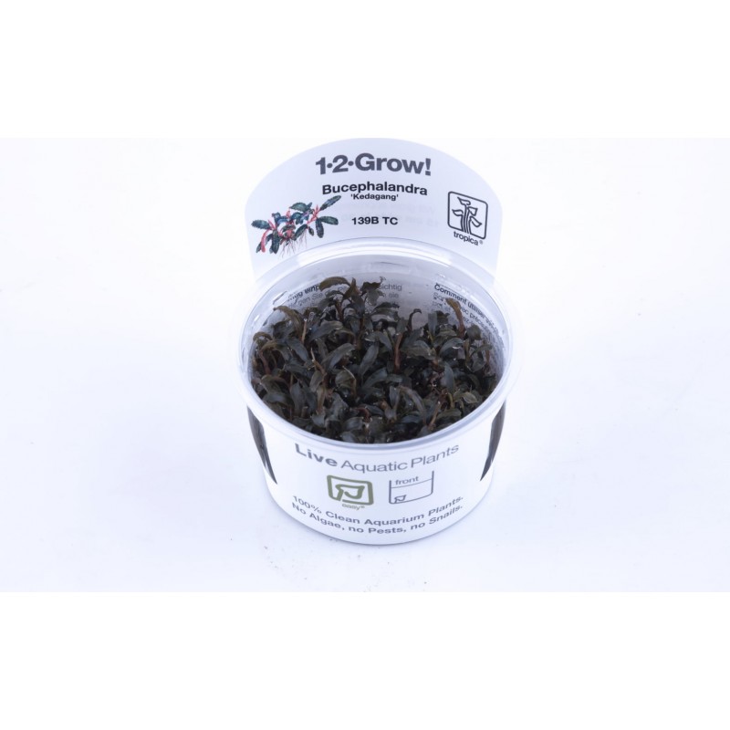 "Kedagang" diabolique bucephalandra à la coupe...