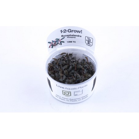 'Kedagang' diabolic bucephalandra in cup - Tropica