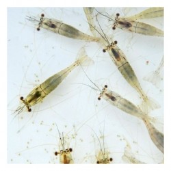 River Shrimps 250 ml de nourriture vivante vivante -... 2