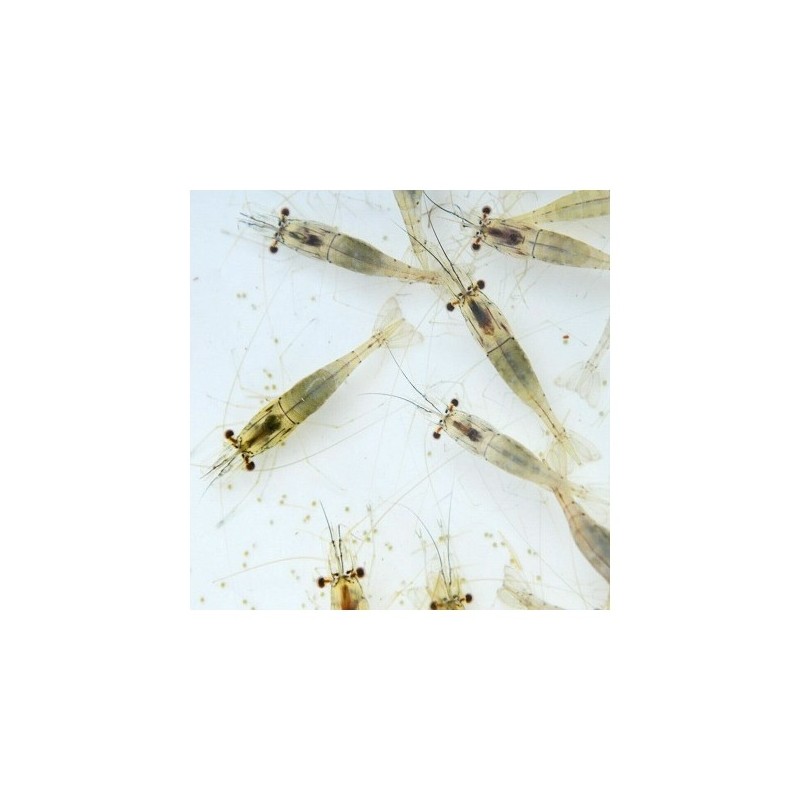 River Shrimps 250 ml de nourriture vivante...