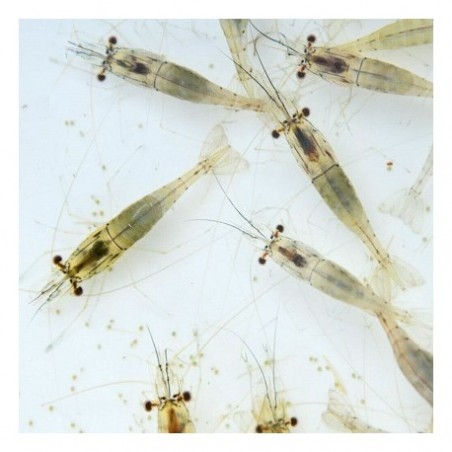 River Shrimps 250 ml live food Live Food - Aquaflora