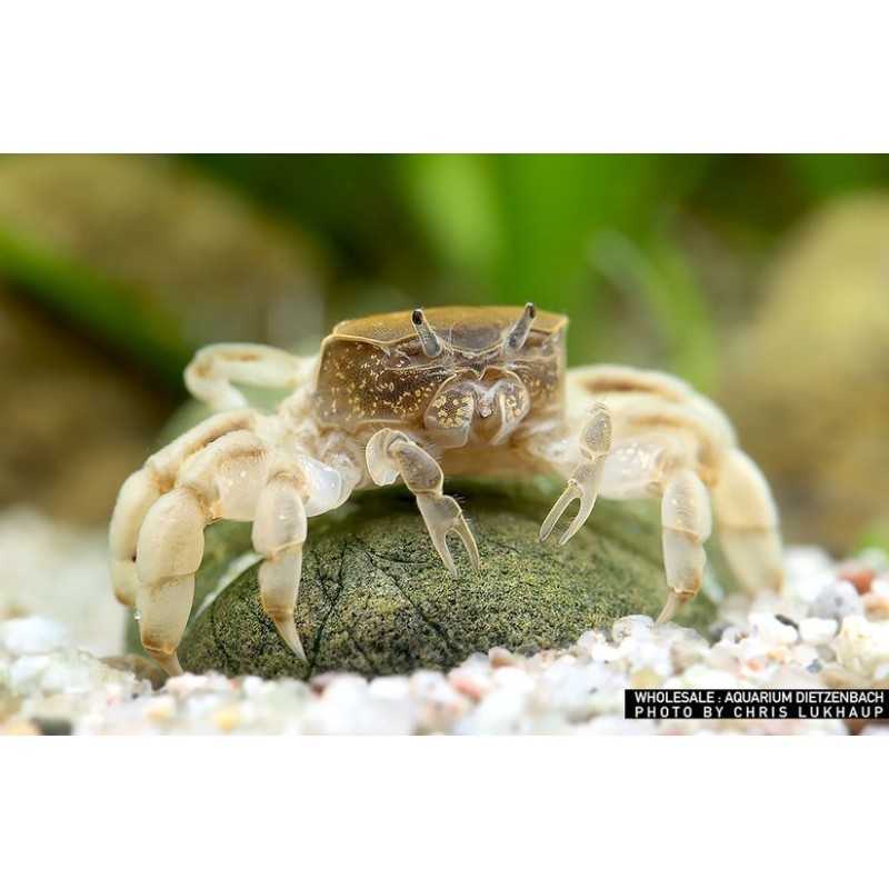 Sweet crab potamocypod Pugil