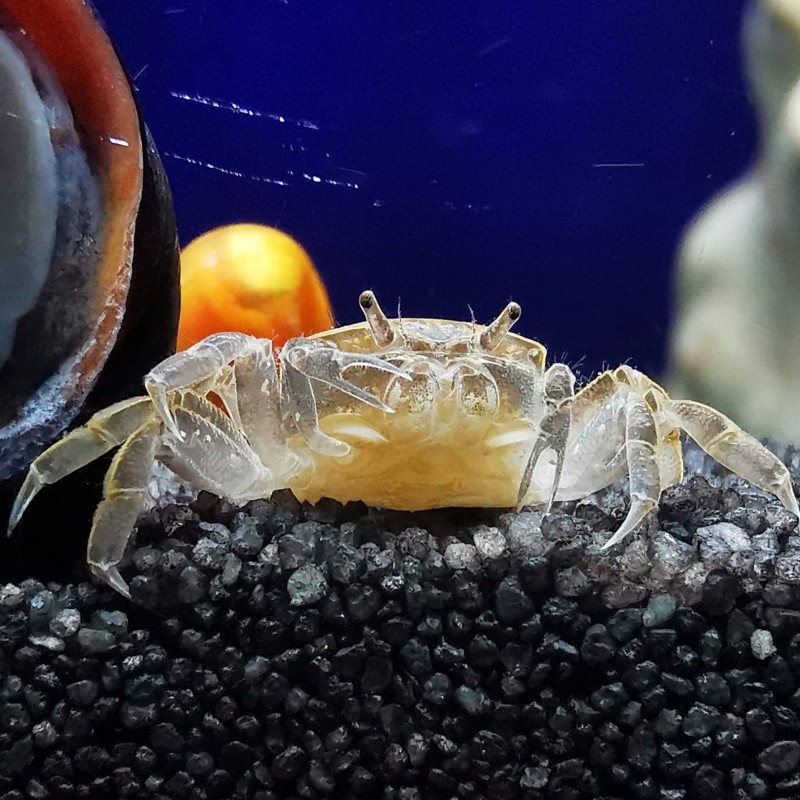 Potamocypode de crabe doux Pugil