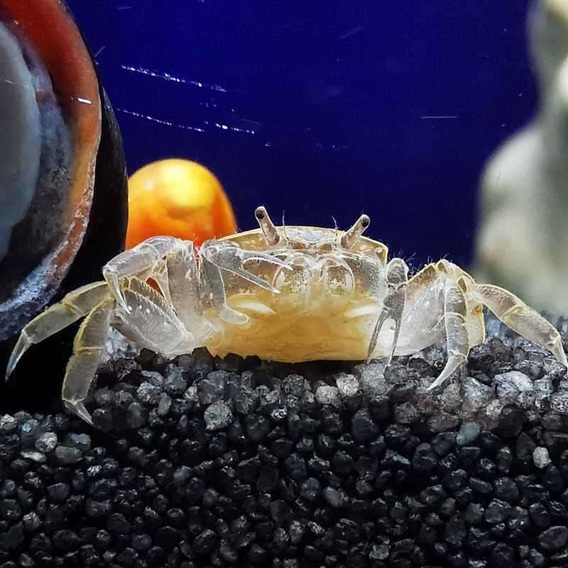 Sweet crab potamocypod Pugil