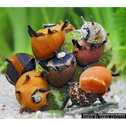 snail de neige Clithon