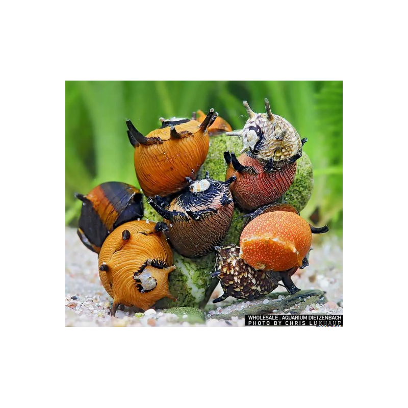 snow clithon snail
