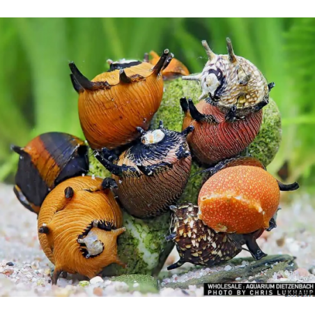 snow clithon snail