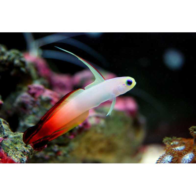 Magnificent Nemateleotris