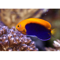 Acanthops de Centropie