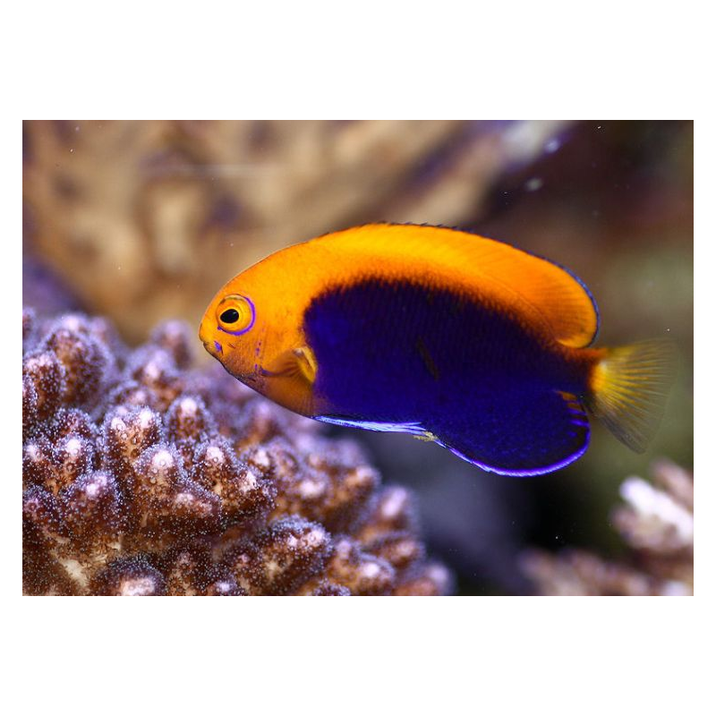 Acanthops de Centropie