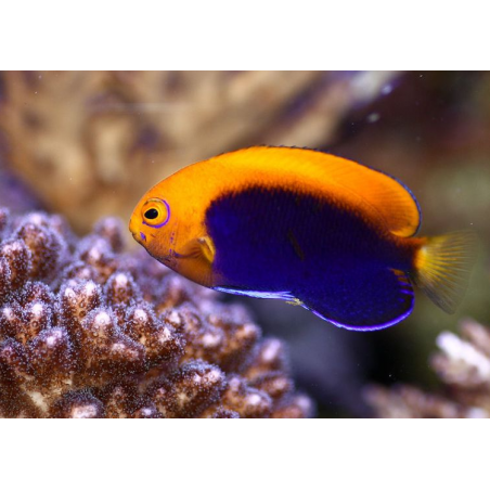 Acanthops de Centropie