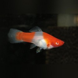 KOI XIPHOHHOPHORUS HELLERII Porte 2