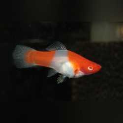 KOI Xiphophorus Hellerii holder 2