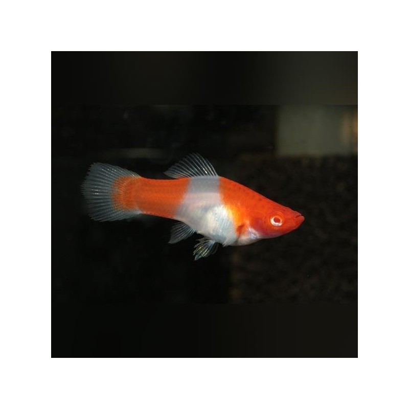 KOI XIPHOHHOPHORUS HELLERII Porte