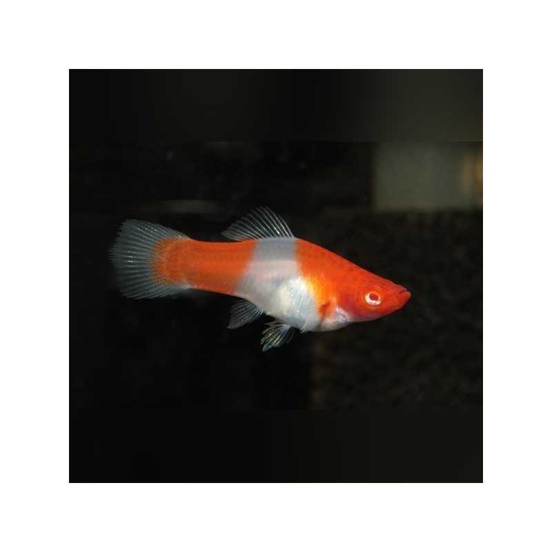 KOI Xiphophorus Hellerii holder
