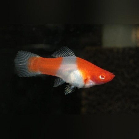 KOI XIPHOHHOPHORUS HELLERII Porte