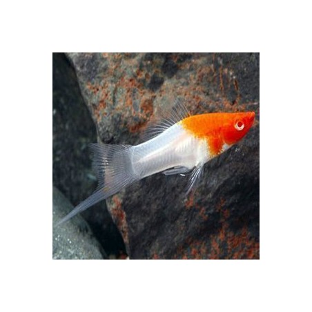 Portaspada Koi Xiphophorus hellerii