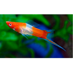 Koi Xiphophorus Hellerii