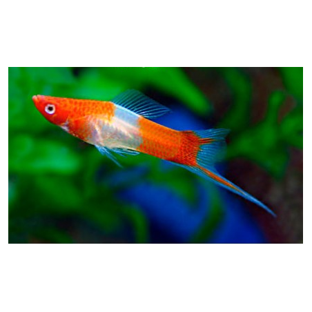 KOI Xiphophorus Hellerii holder