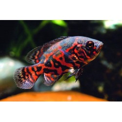 Tiger rouge Oscar astronotus ocellatus cichlids