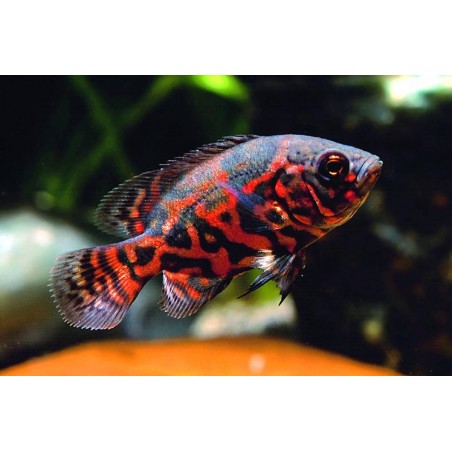 Red Tiger Oscar Astronotus Ocellatus ciclidi