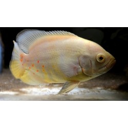 Albino Oscar Astronotus Ocellatus ciclidi