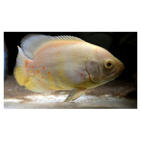 Albino Oscar Astronotus Ocellatus Cichlids