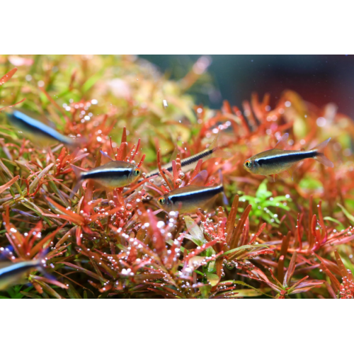 SADO Aquarium Kit 30P | Kit 36p Strideways avec...