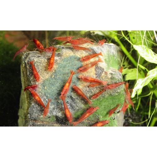 Yummy Gum Dennerle 50 gr Shrimp King