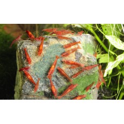 Yummy Gum Dennerle 50 gr Shrimp King