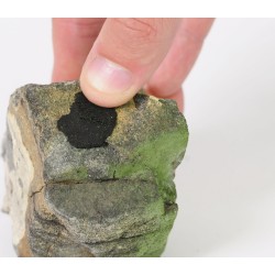 Gomme délicieuse Dennerle 50 gr des crevettes roi