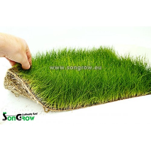 Green Carpet Eleocharis parvula (Previously: E. acicularis) Epaqmat XXL 40 x 60 cm E1025 ready instant lawn