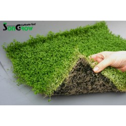 Green Carpet Micranthenum monte carlo prato istantaneo pronto