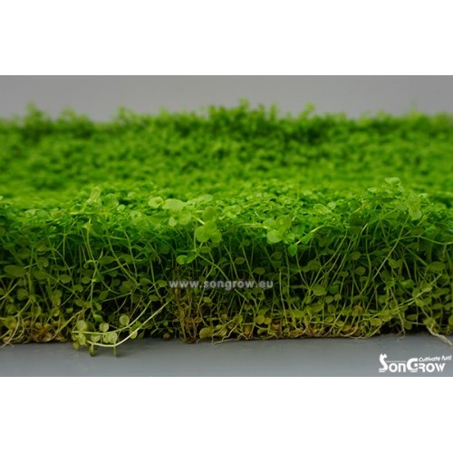 Green Carpet Micranthenum mountain carlo lawn...