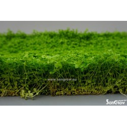 Green Carpet Micranthenum Monte Carlo Prato Instant Ready