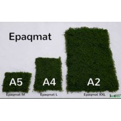 Green Carpet Micranthenum mountain carlo lawn ready