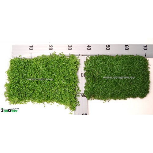 Green Carpet Micranthenum monte carlo prato...