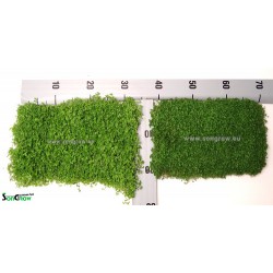 Green Carpet Micranthenum mountain carlo lawn ready