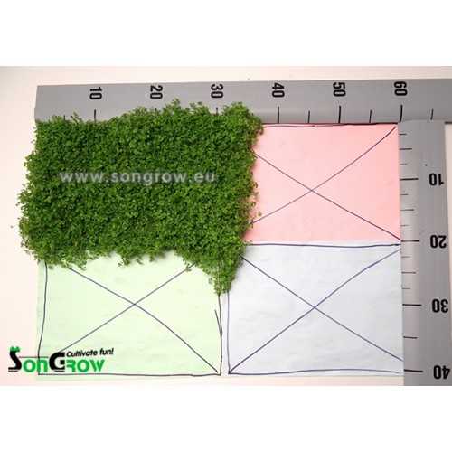 Green Carpet Micranthenum Monte Carlo Prato...