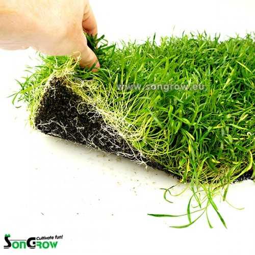 Green Carpet Lilaeopsis Novae-Zelandee (Sin: L....