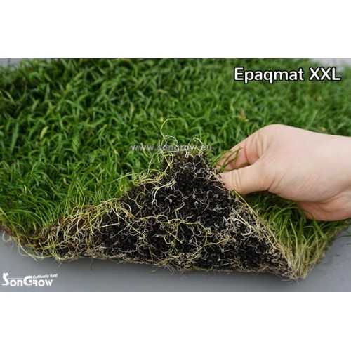 Green Carpet Lilaeopsis Novae-Zelandee (Sin: L....